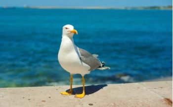 La durée de vie d’une mouette 